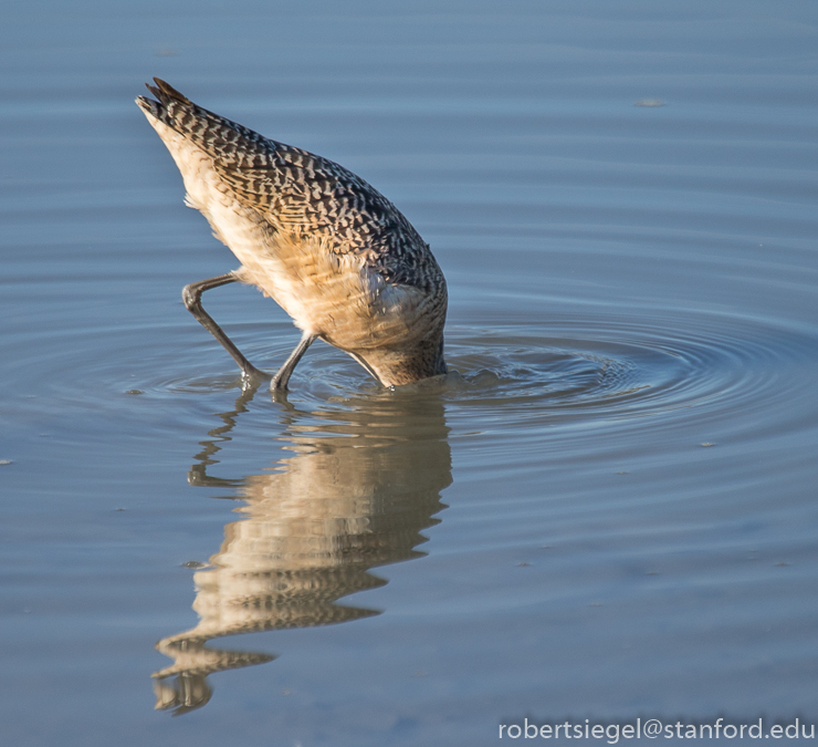 baylands